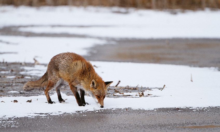 Le renard, flamme rousse