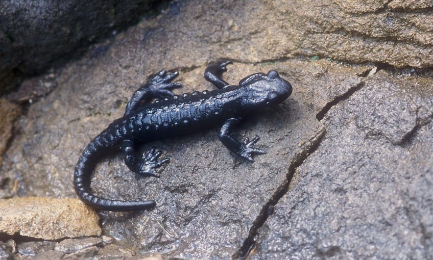 Salamandre noire unique