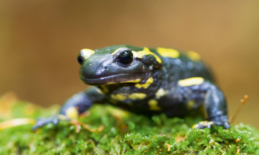 Les salamandres, amphibiens voyageurs