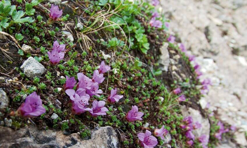 Un saxifrage champion d'altitude