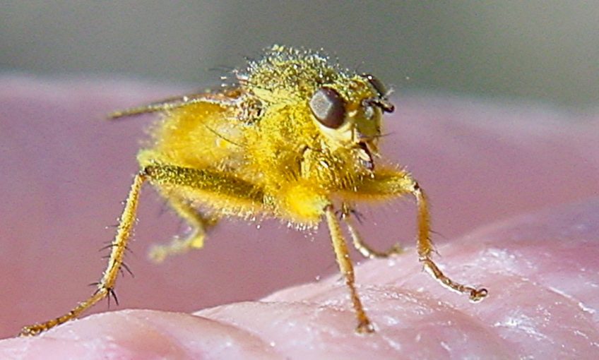 Une mouche en mains propres