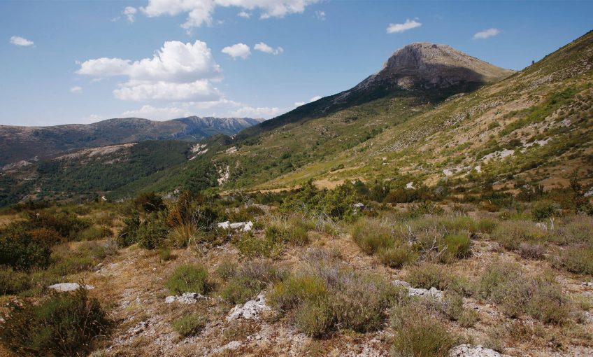 La lavande, plante vagabonde