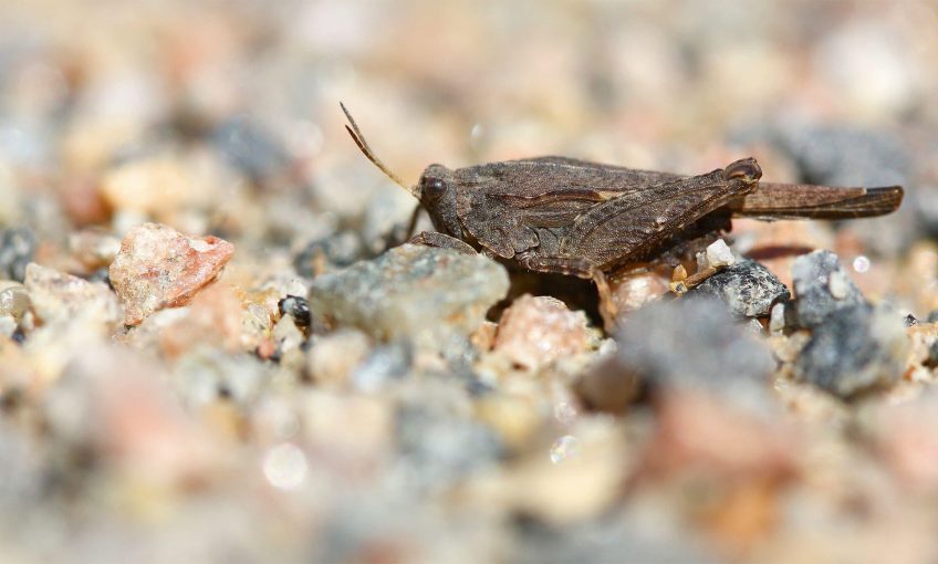 Tétrix des vasières, un criquet de poche