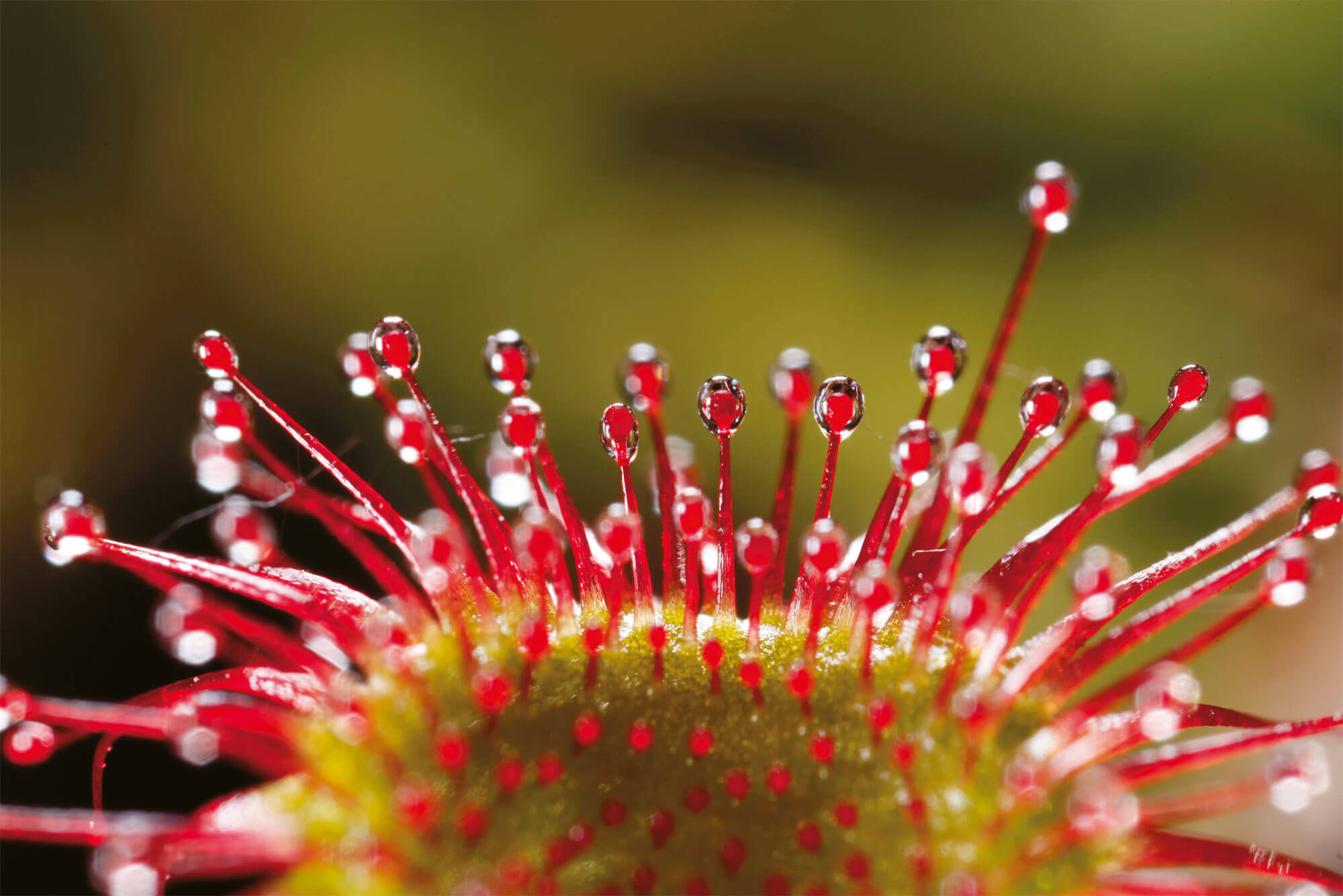 Des toisons à foison: les plantes ont des poils!