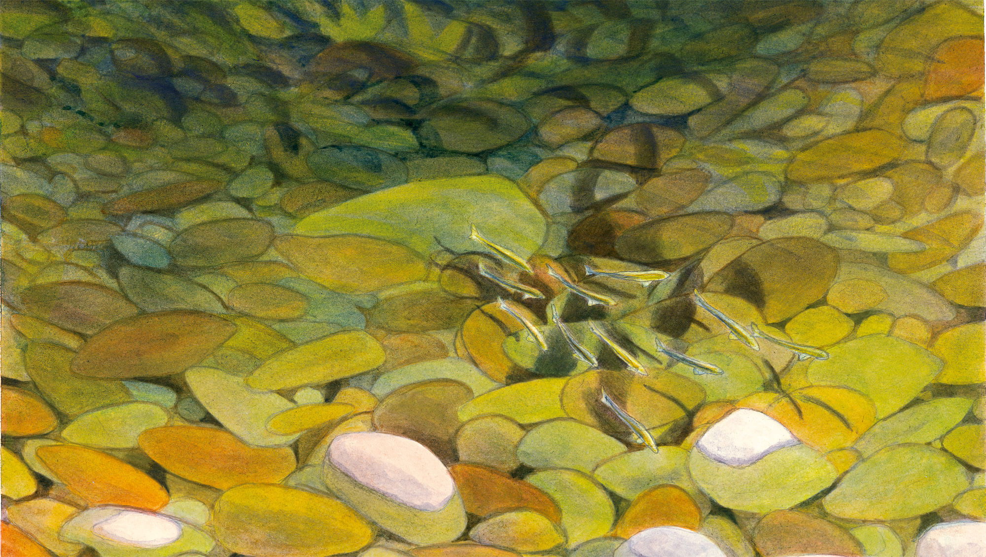Chronique d'une rivière