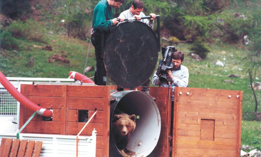 L' ours, à la conquête des Alpes