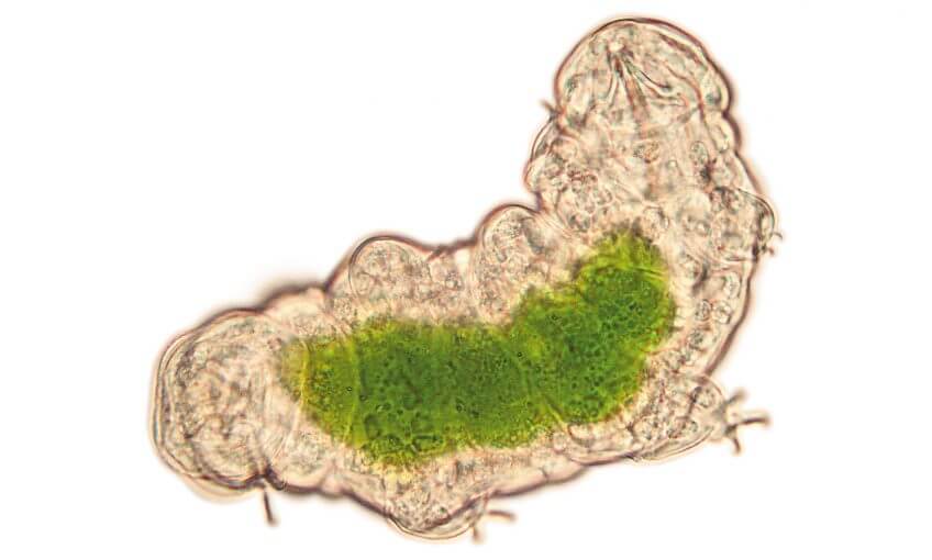 Le tardigrade: ours, sphinx ou paresseux?