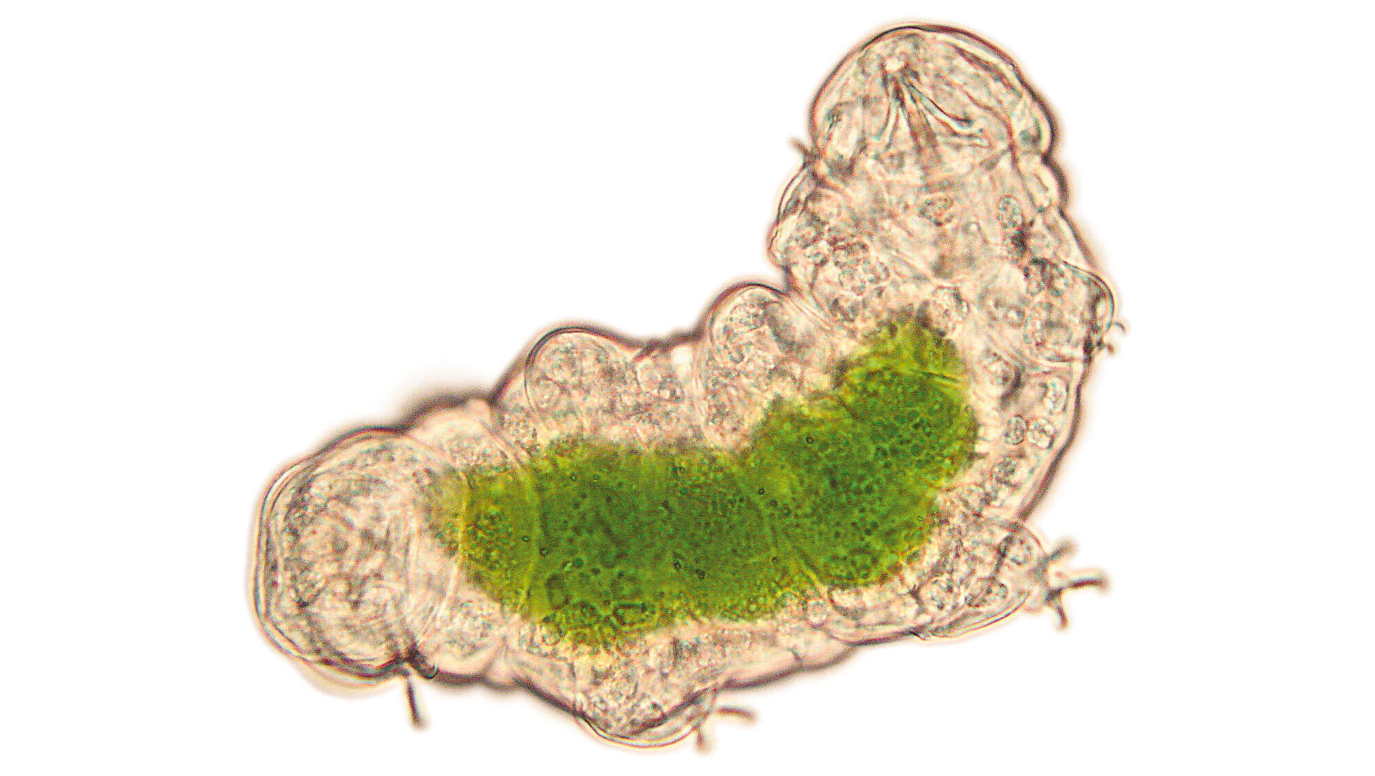 Le tardigrade: ours, sphinx ou paresseux?