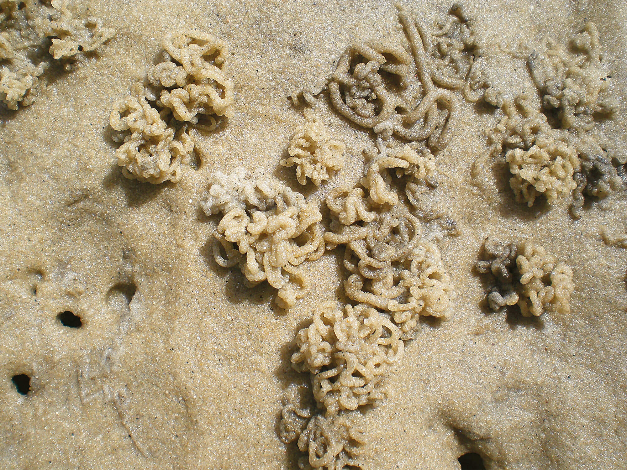 Promenade au bassin d'Arcachon