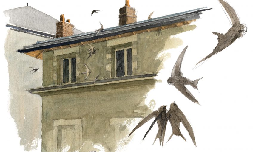 Martinets noirs par Denis Clavreul