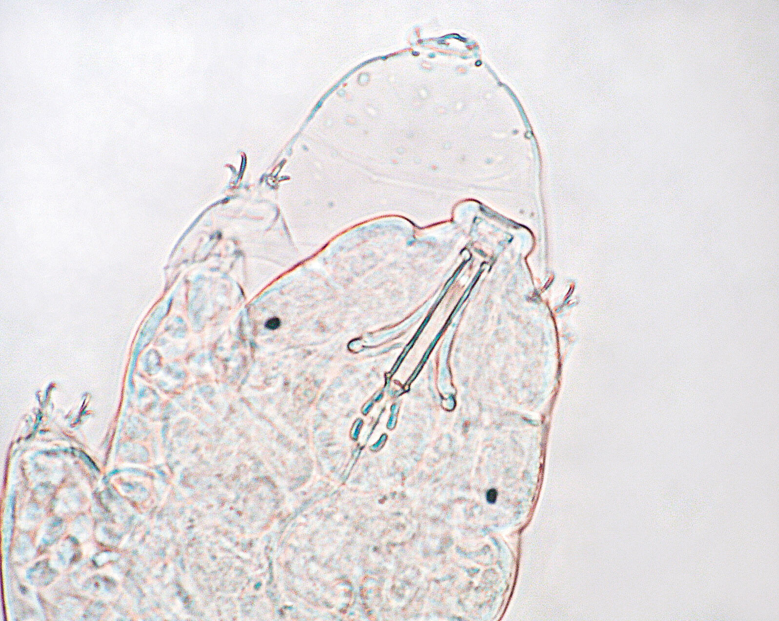 Le tardigrade, p'tit bonhomme à huit pattes