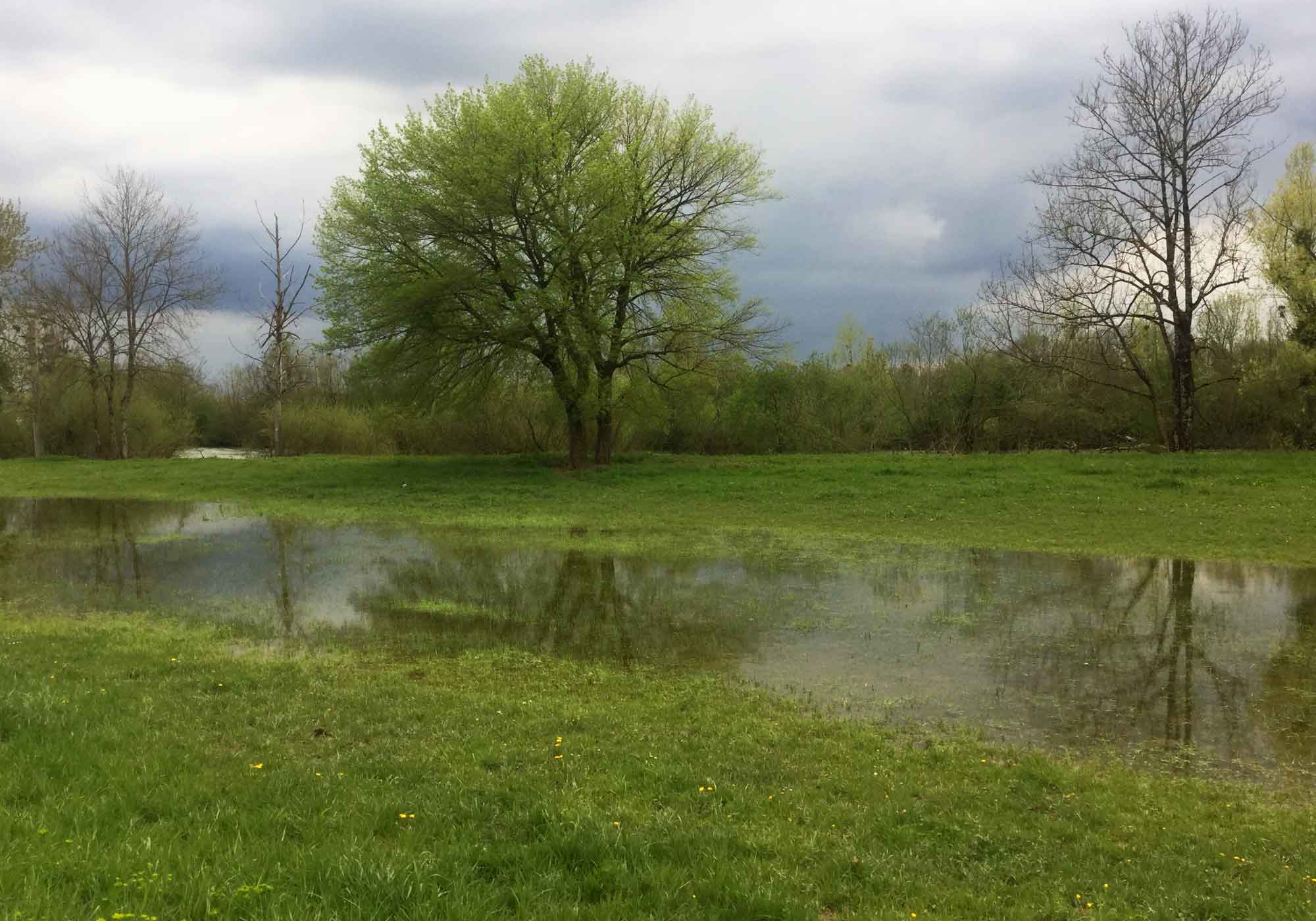 Crapaud calamite et grenouilles profitent des flaques d'inondations.