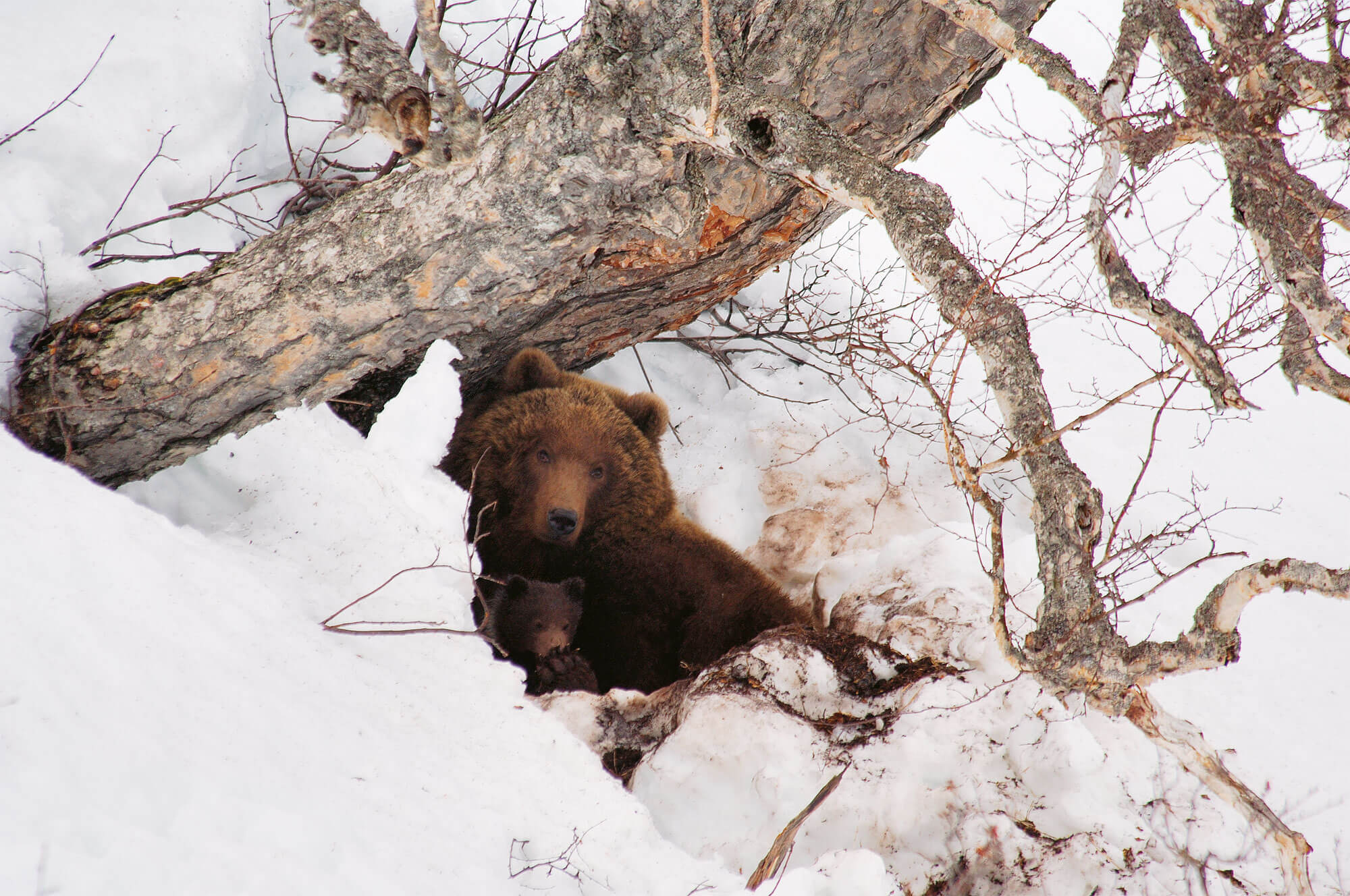 L' ours, à la conquête des Alpes
