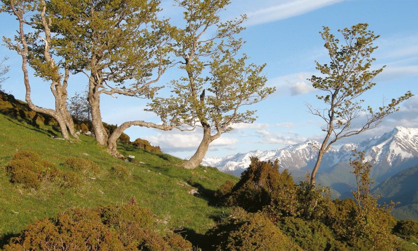 Paroles d'hommes sur les ours