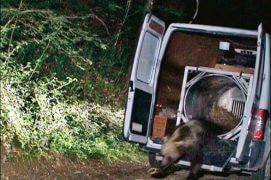 Le 2 juin 2006, après une vingtaine d’heures de route, Balou s’élance dans la forêt d’Arbas. Cette réintroduction menée dans le plus grand secret se fait à 1 heure du matin. / © Medd - Blizzard productions