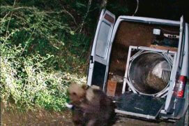 Le 2 juin 2006, après une vingtaine d’heures de route, Balou s’élance dans la forêt d’Arbas. Cette réintroduction menée dans le plus grand secret se fait à 1 heure du matin. / © Medd - Blizzard productions
