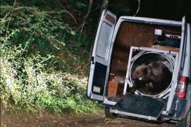 Le 2 juin 2006, après une vingtaine d’heures de route, Balou s’élance dans la forêt d’Arbas. Cette réintroduction menée dans le plus grand secret se fait à 1 heure du matin. / © Medd - Blizzard productions