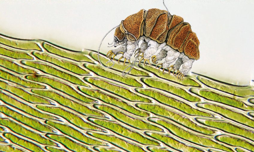 Recherche du tardigrade: la traversée des mousses