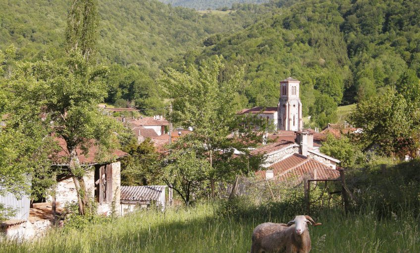 Des moutons et des ours