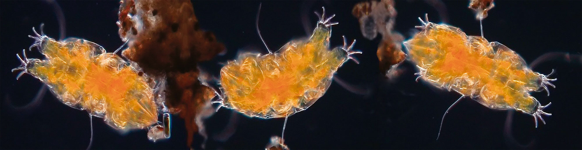 Le tardigrade: ours, sphinx ou paresseux?