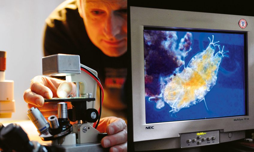 Comment observer les tardigrades