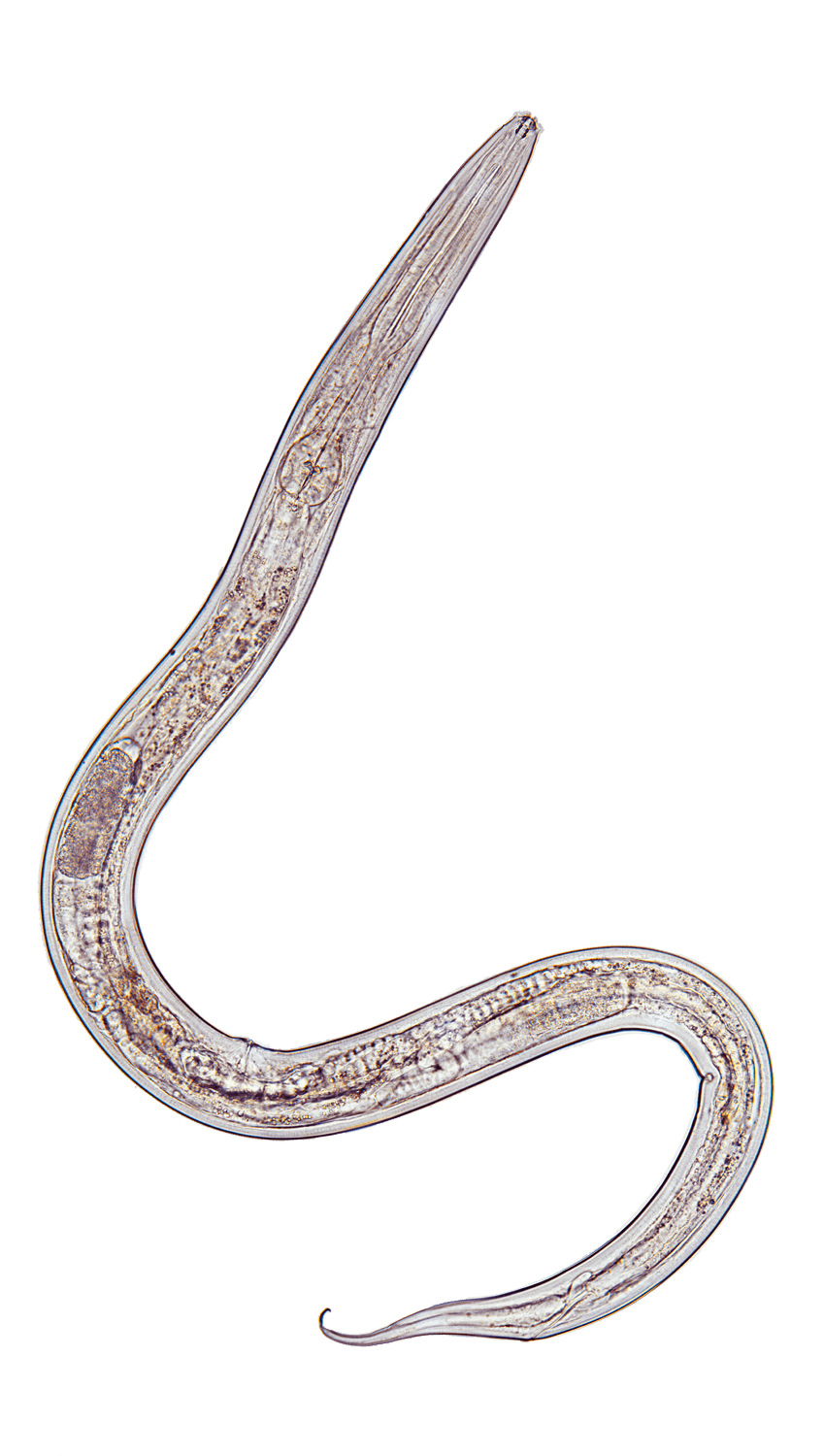 Rotifères, nématodes et cie... habitants de l'eau