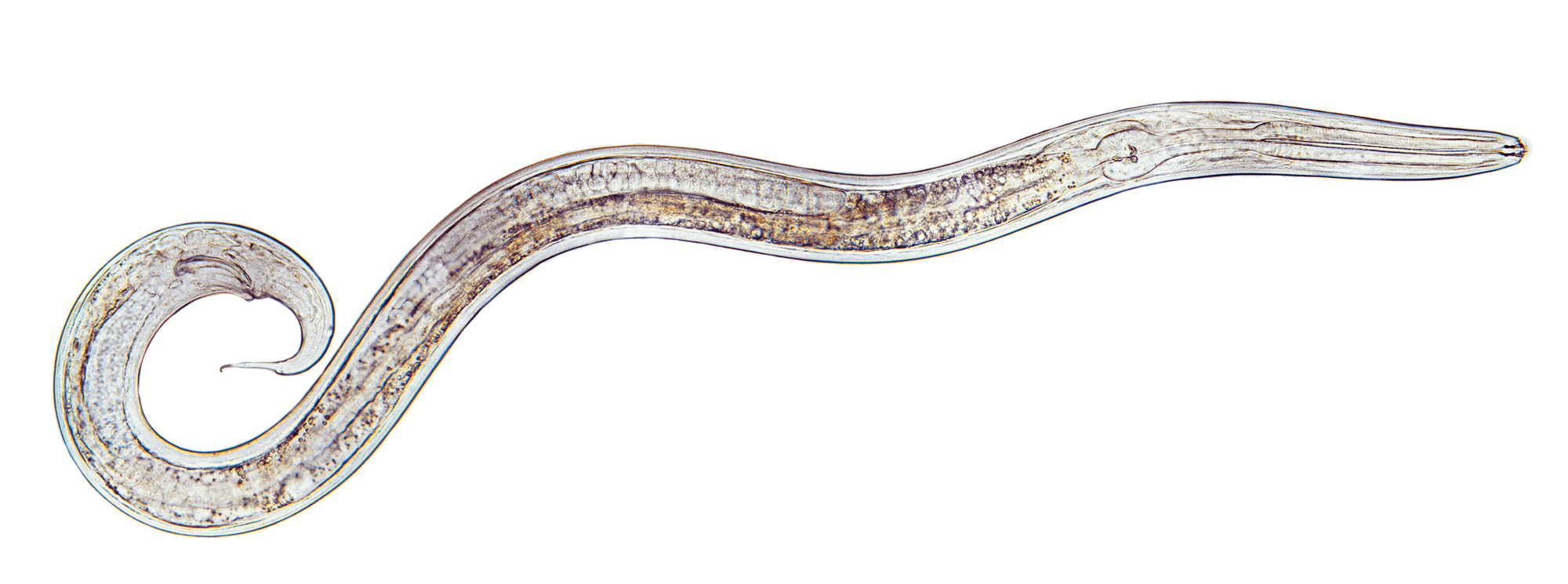 Rotifères, nématodes et cie... habitants de l'eau