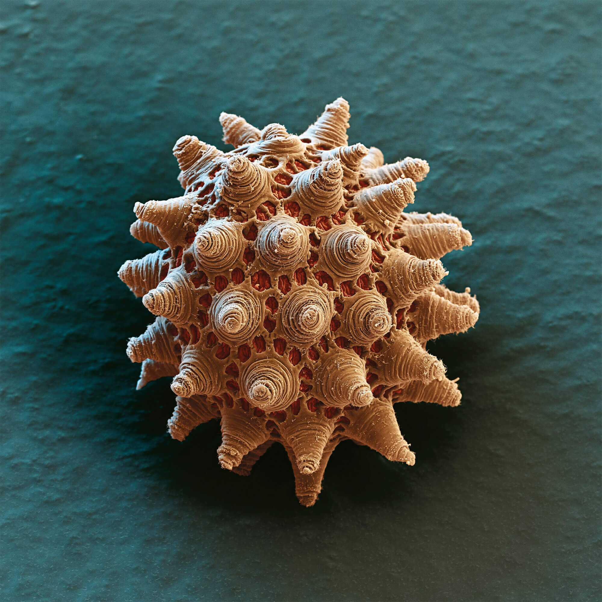 La reproduction des tardigrades