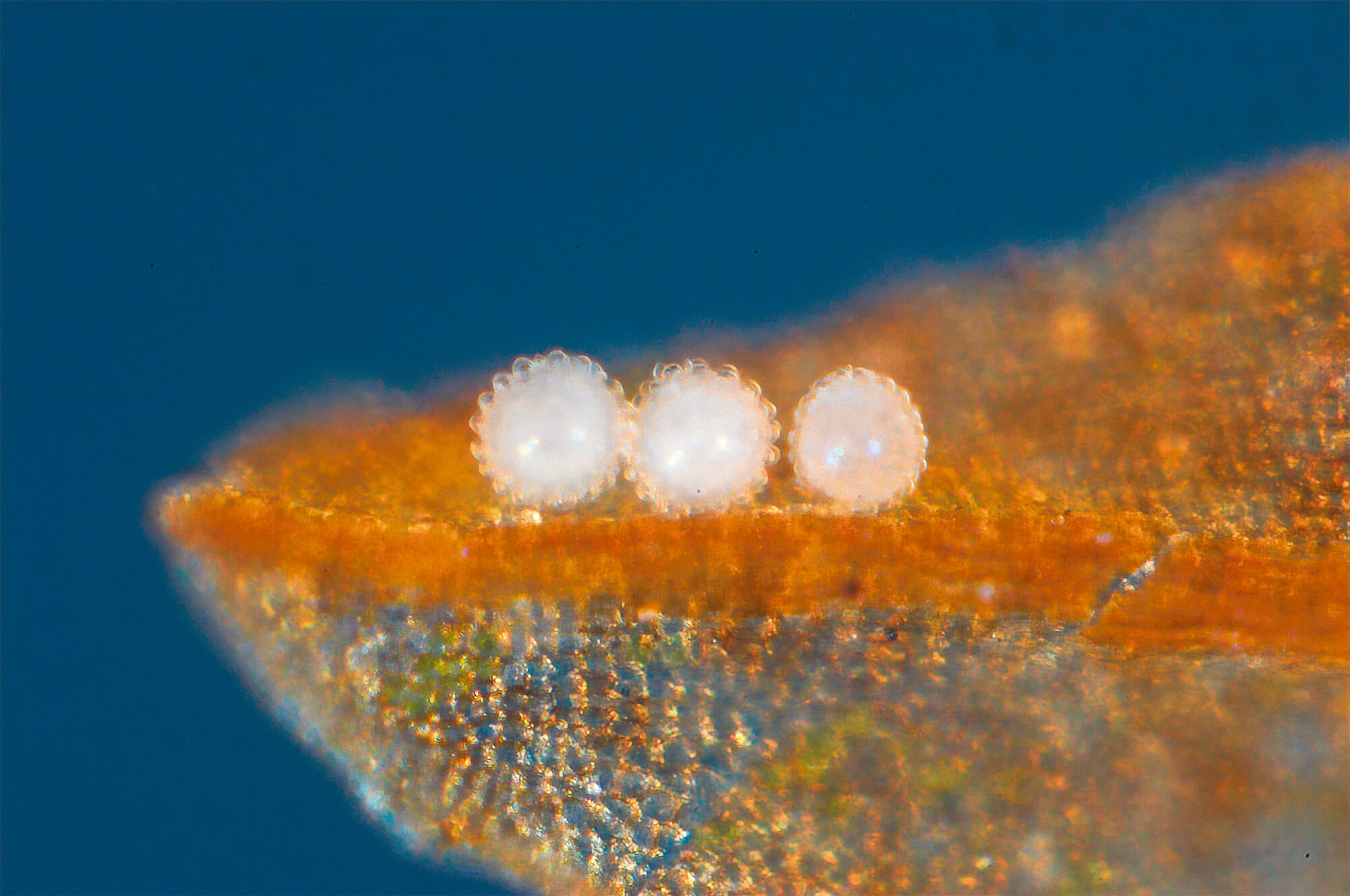 La reproduction des tardigrades