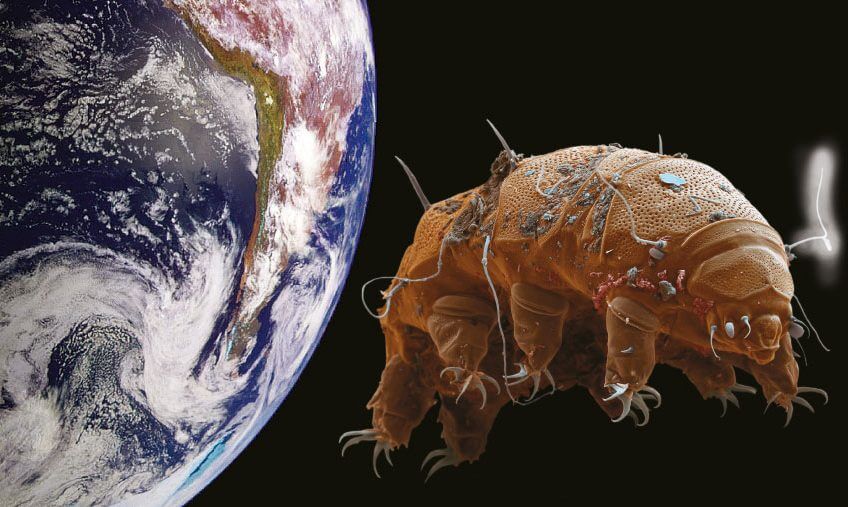 Tardigrades en voyage dans le cosmos