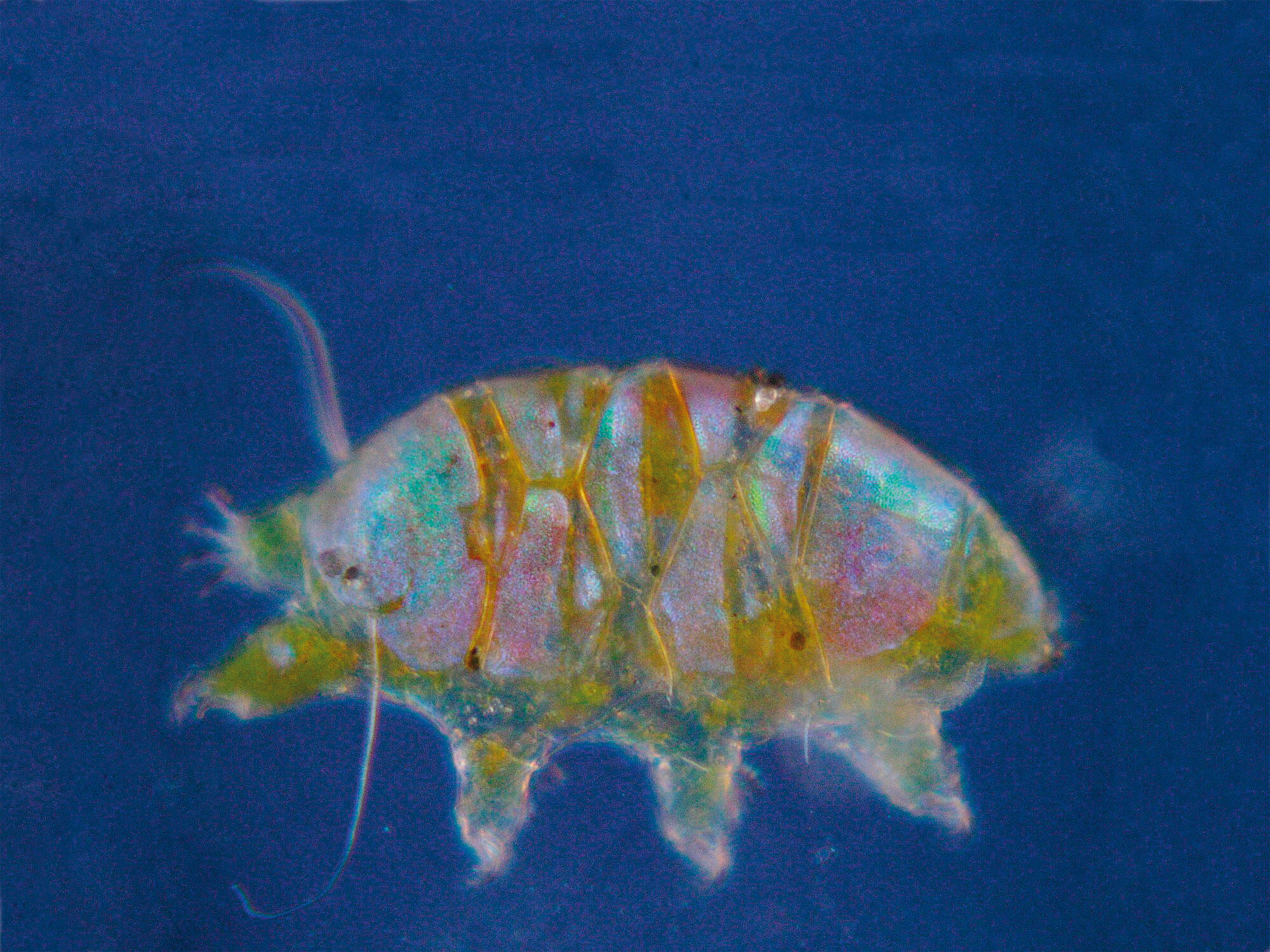 La reproduction des tardigrades