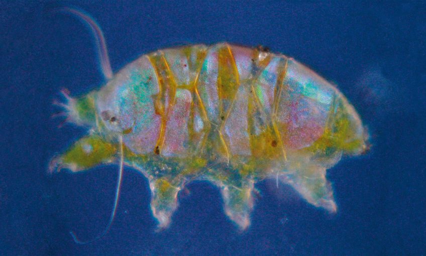 La reproduction des tardigrades