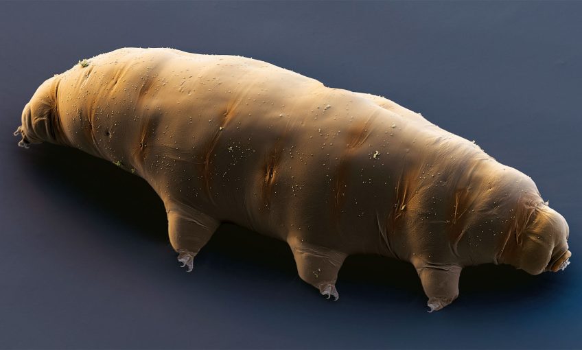 Les tardigrades, champions de la résistance