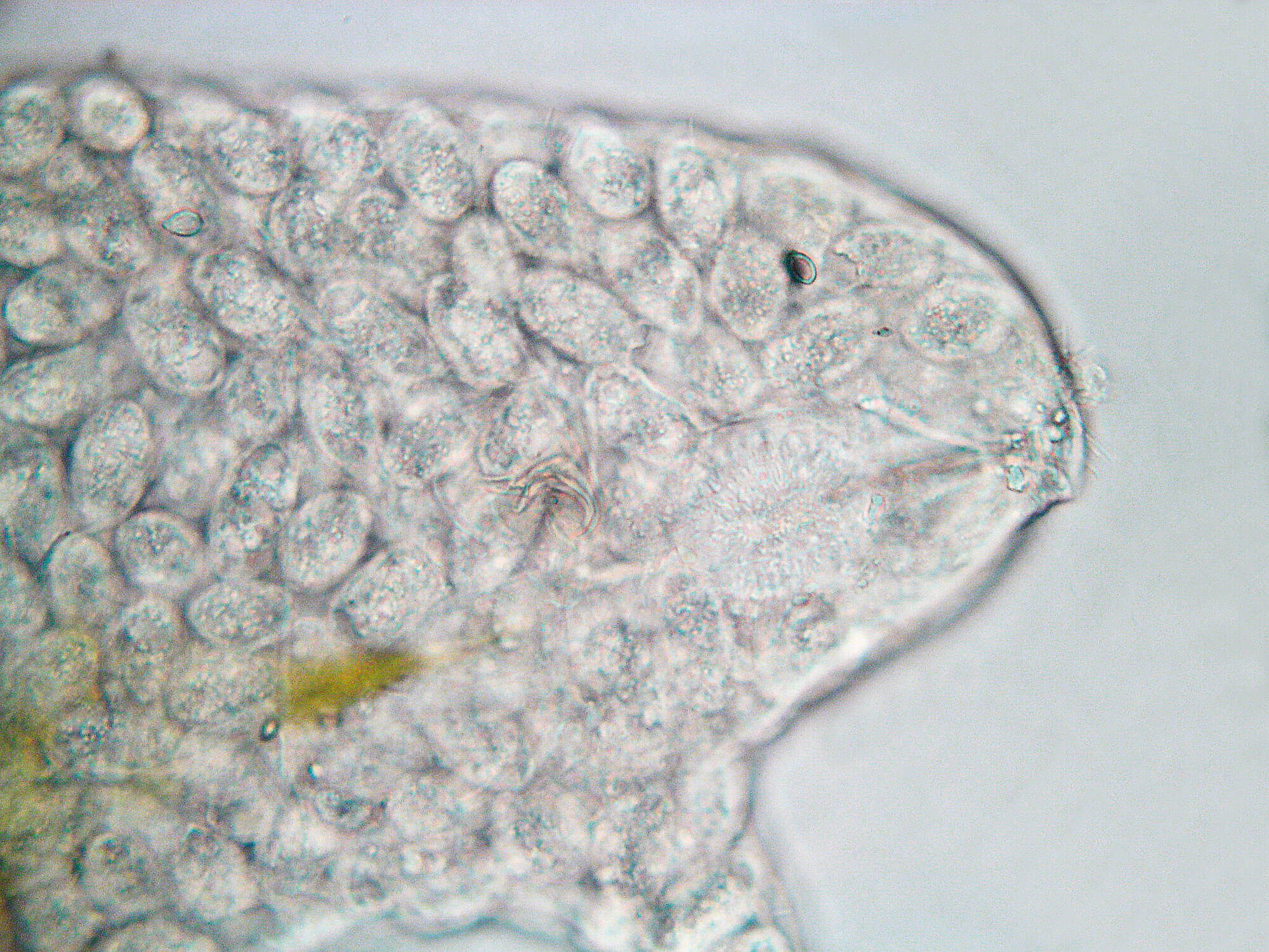 Le tardigrade, p'tit bonhomme à huit pattes