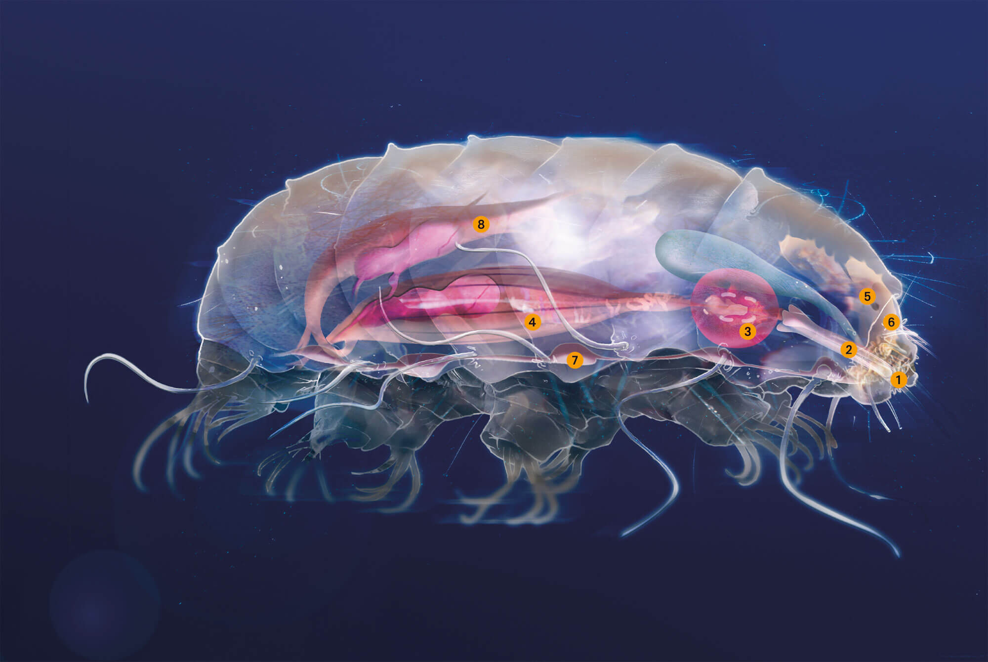 Le tardigrade, p'tit bonhomme à huit pattes