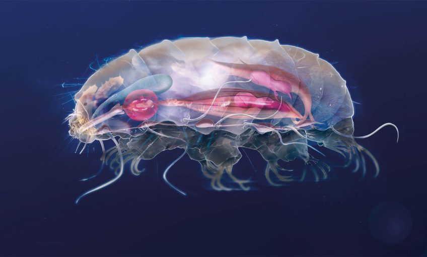 Le tardigrade, p'tit bonhomme à huit pattes