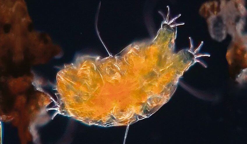 Le tardigrade: ours, sphinx ou paresseux?