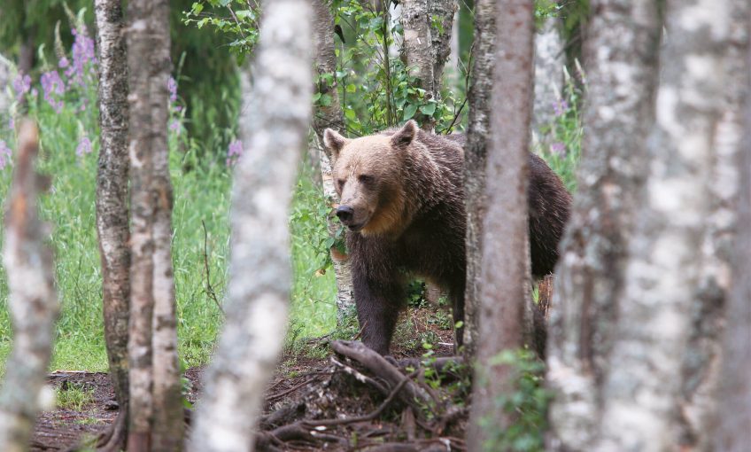 L' ours, à la conquête des Alpes