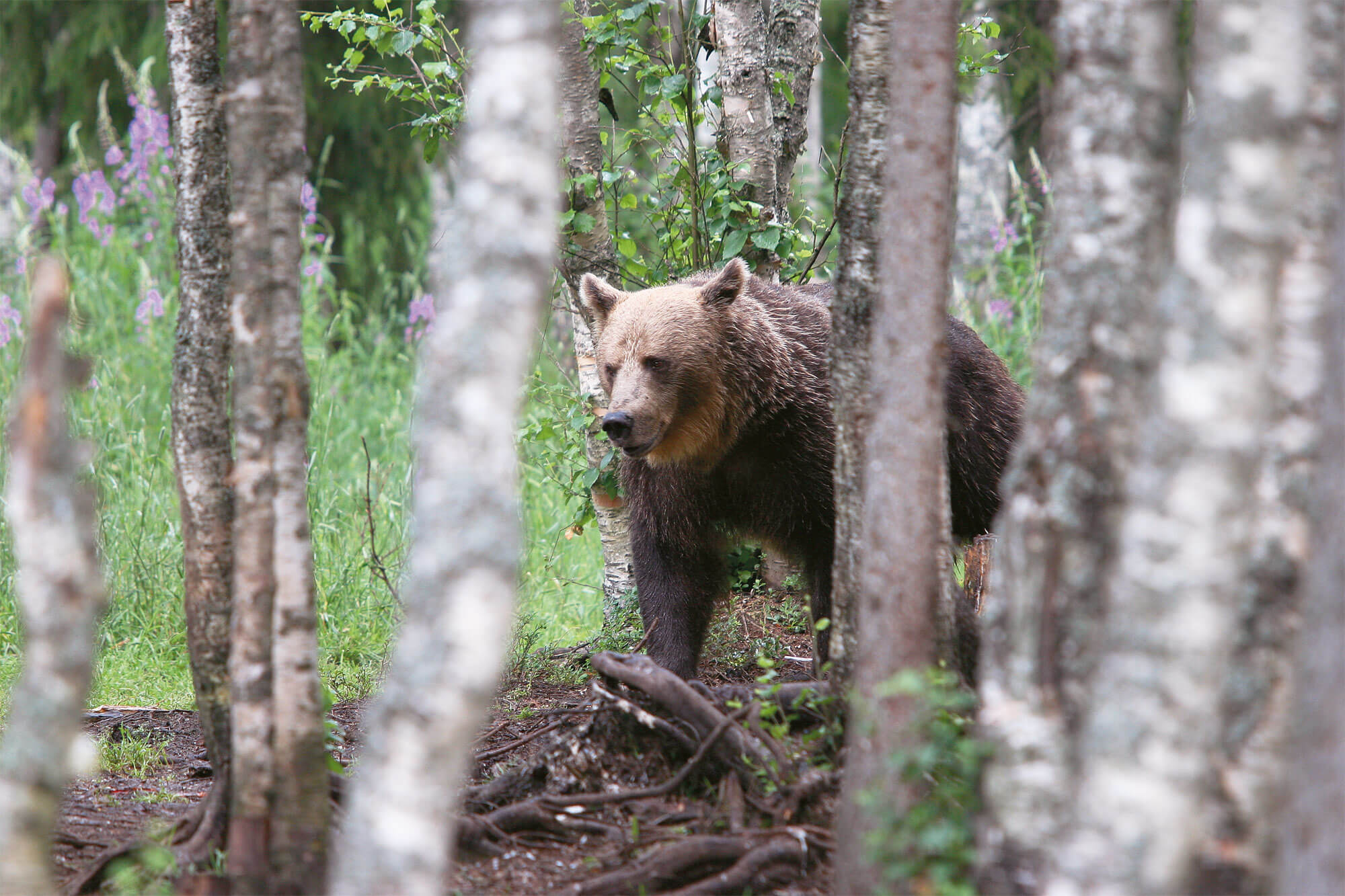 L' ours, à la conquête des Alpes