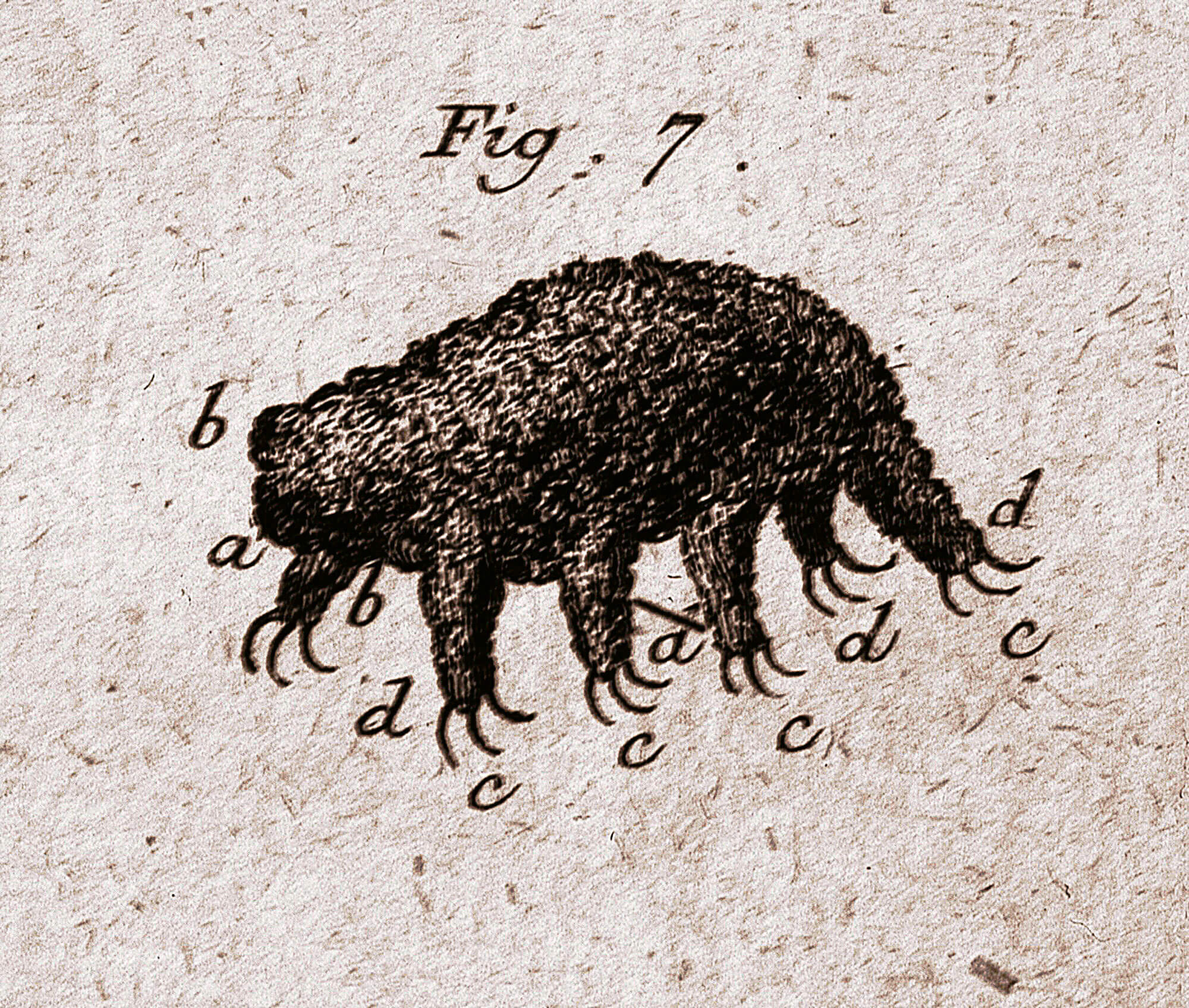 Le tardigrade: ours, sphinx ou paresseux?