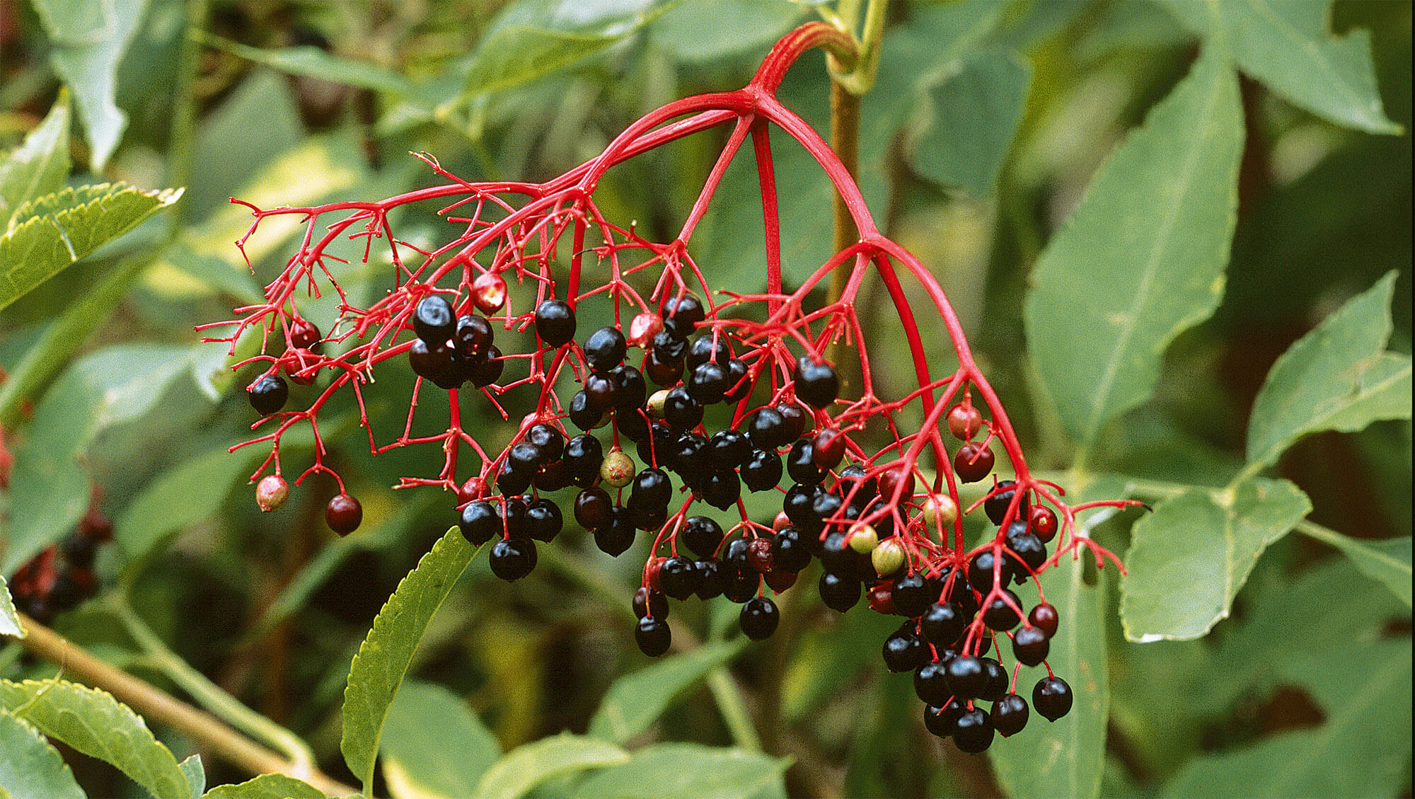 Grappe de fruits de sureau
