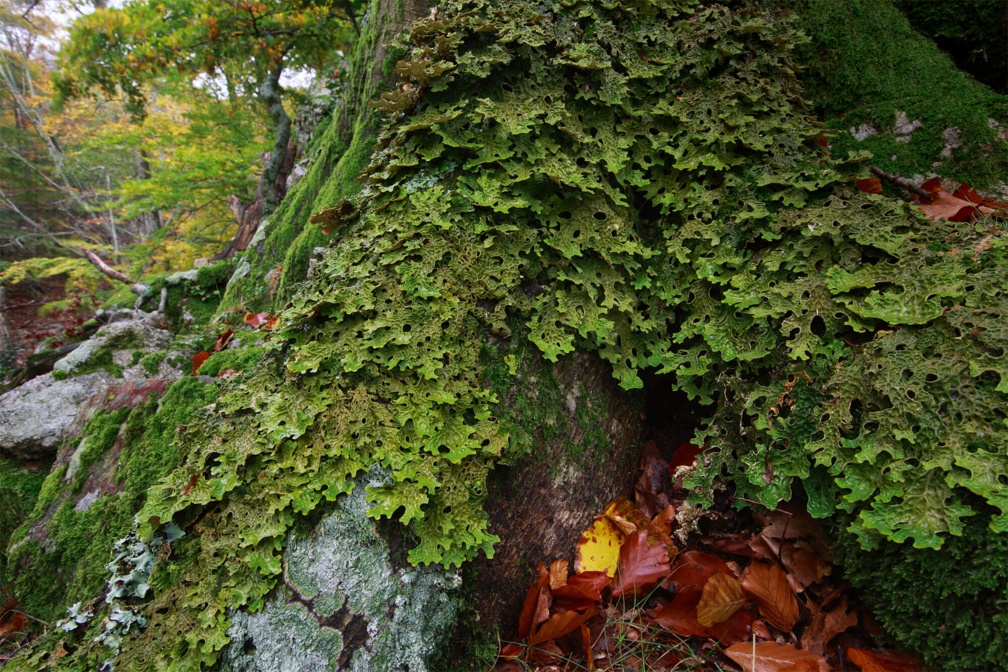 7 plantes aux feuilles hors-du-commun