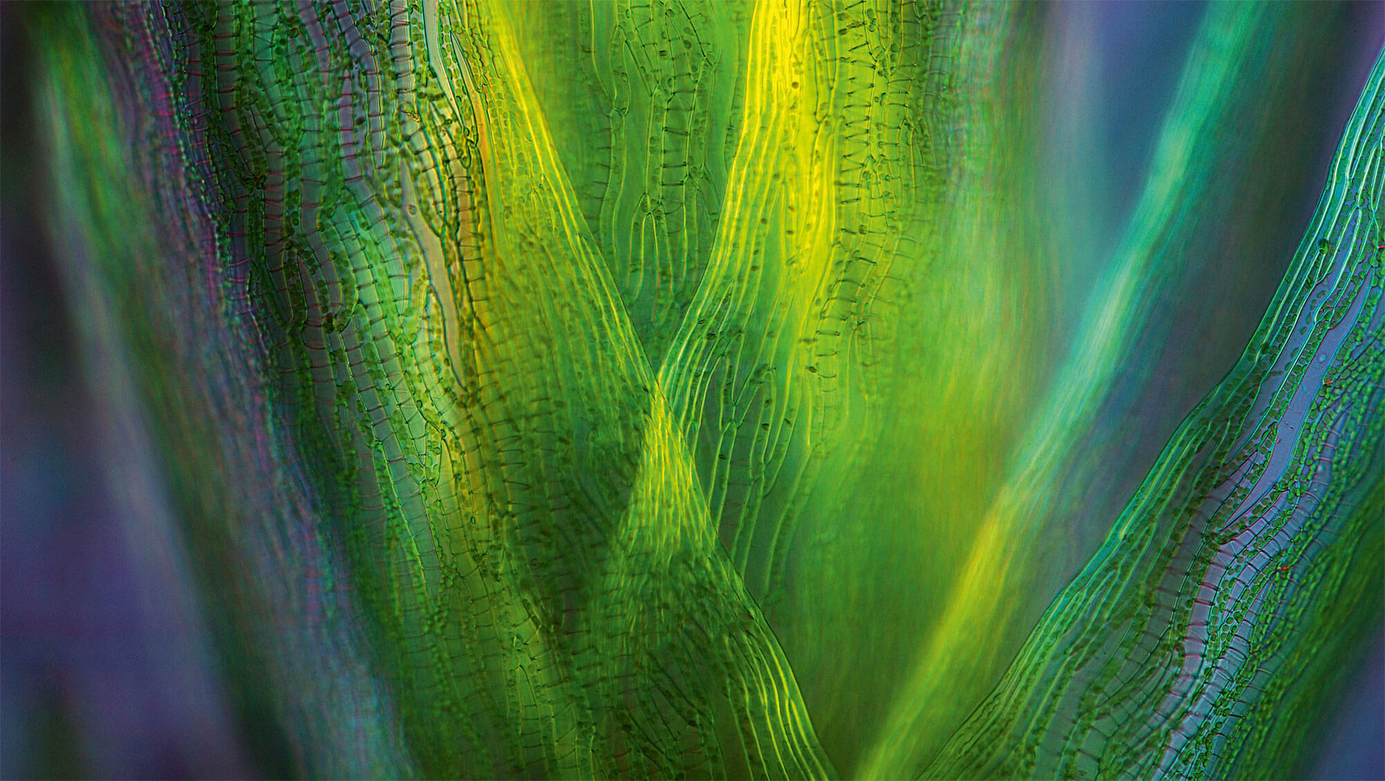 Dossier complet sur le vert, couleur de la vie dans la nature