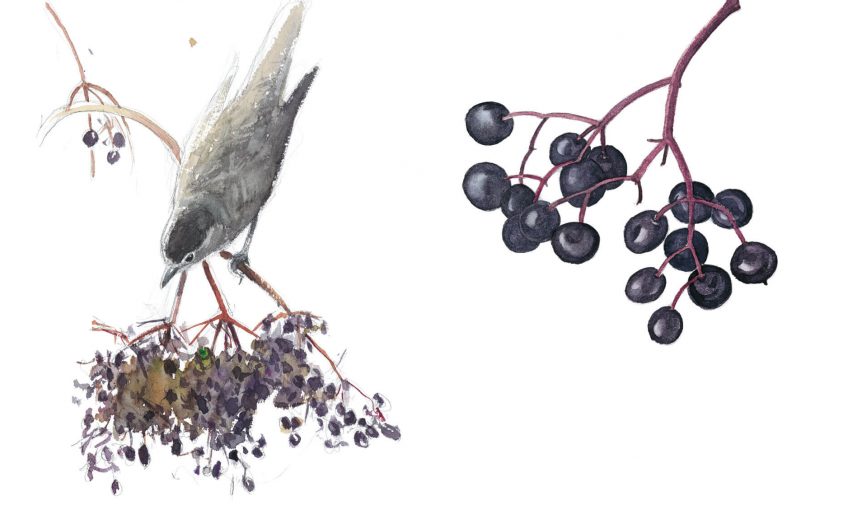 Le sureau, arbre aux oiseaux