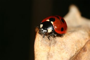 Construisez un abri hivernal pour les coccinelles de votre jardin