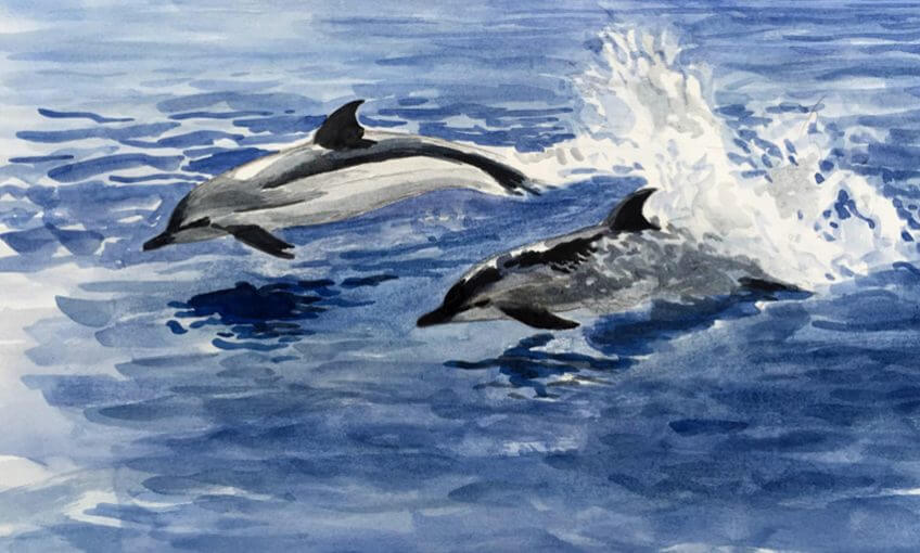 Dauphins bleus et blancs dans le Var par Jean-Philippe Paul