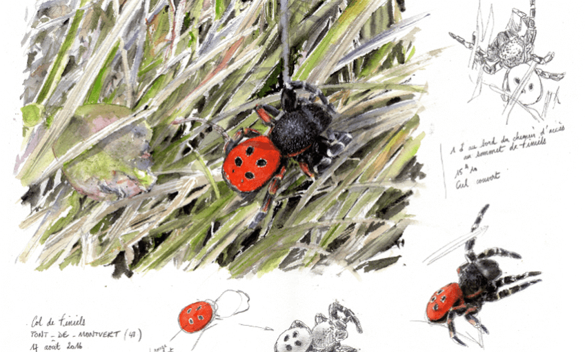 Araignée coccinelle par Benoît Perrotin