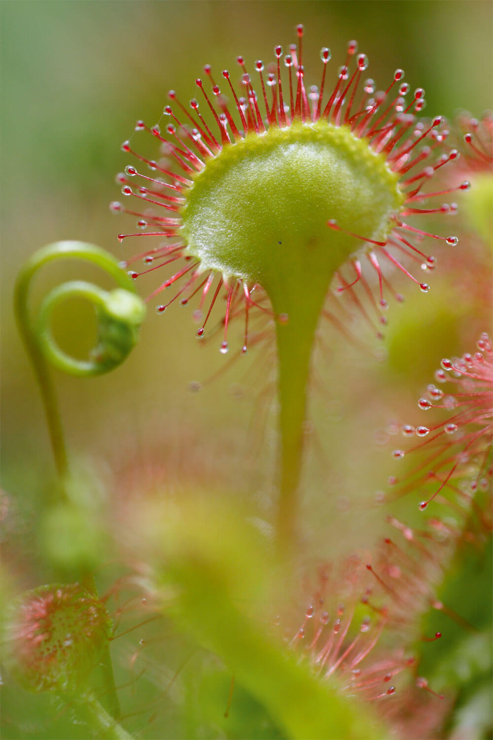 7 plantes aux feuilles hors-du-commun