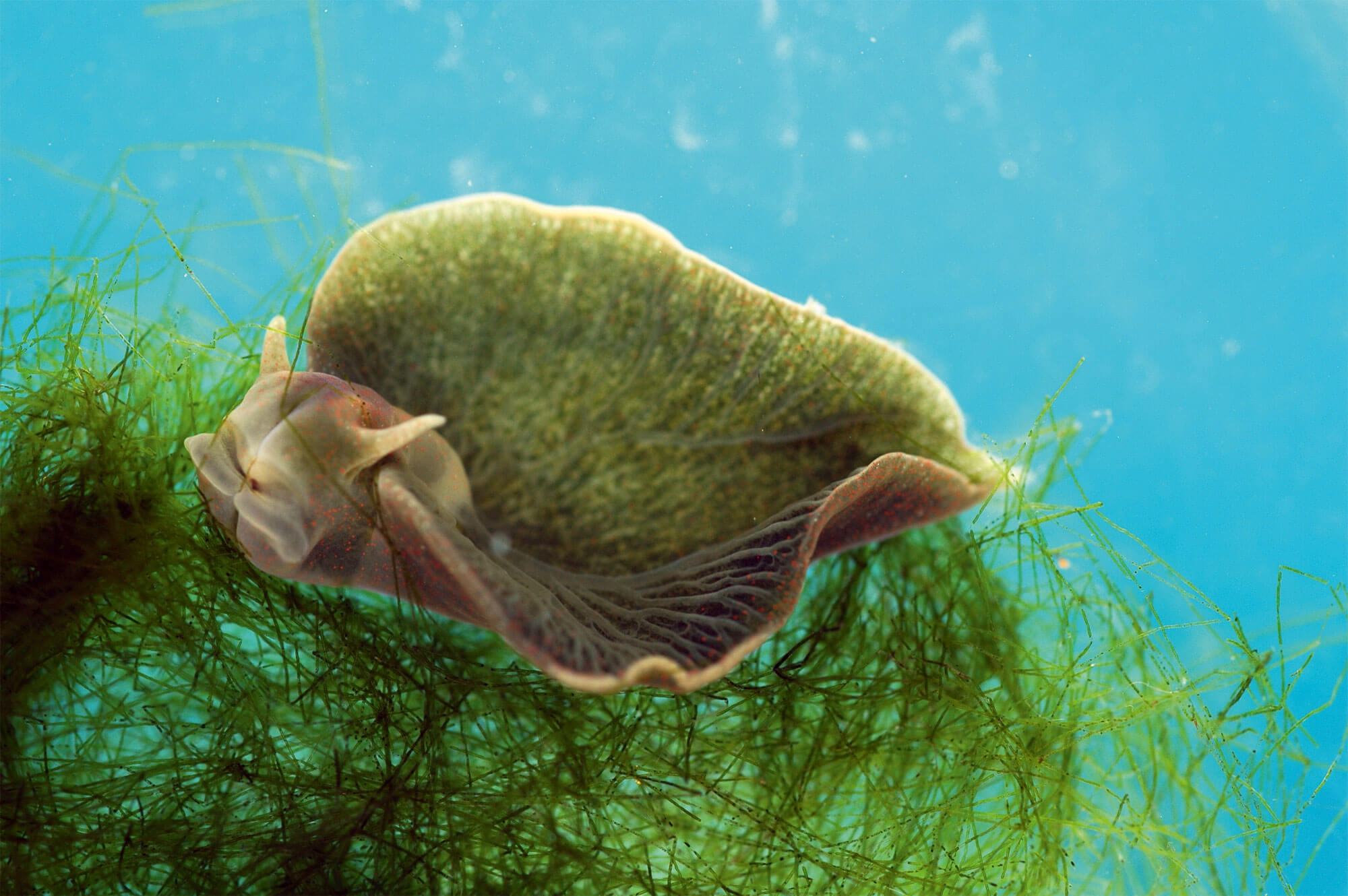 Symbiose : quand des animaux s'associent avec des plantes