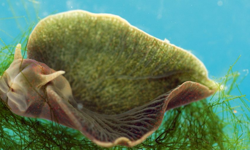 Symbiose : quand des animaux s'associent avec des plantes